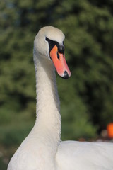Swan