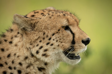 Close-up of cheetah head against blurred background