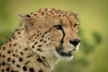 Close-up of cheetah head against grassy background