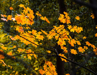 Yellow maple foliage in the autumn forest on a grey rainy day.