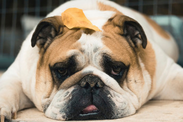 english bulldog with autumn leaf