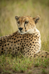 Close-up of cheetah in grass looking round