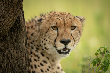 Close-up of cheetah looking round tree trunk