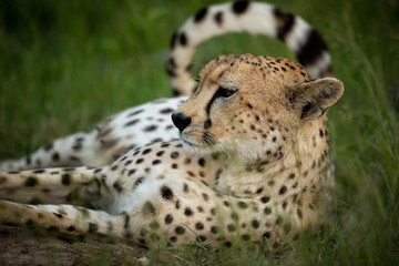 Naklejka na ściany i meble Close-up of cheetah lying in long grass