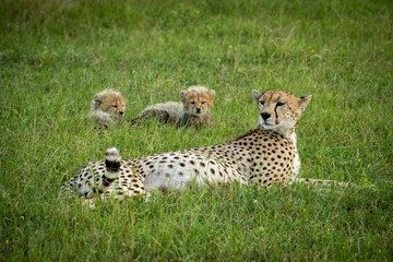 Close-up of cheetah lying near two cubs