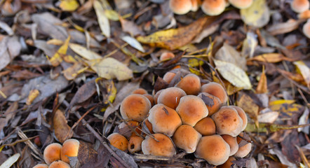 many mushrooms in the autumn forest in the fallen leaves