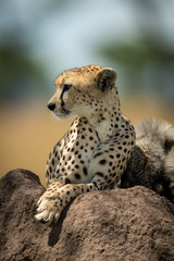 Close-up of cheetah lying on termite mound
