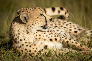 Close-up of cheetah lying with head up