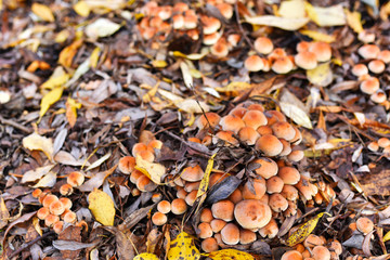 many mushrooms in the autumn forest in the fallen leaves