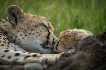 Close-up of cheetah nuzzling cub in grass