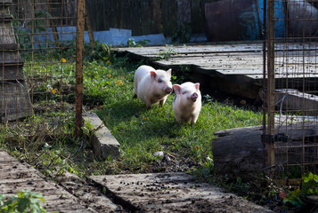 Two cute domestic pink Vietnamese pigs on a walk on an organic farm.