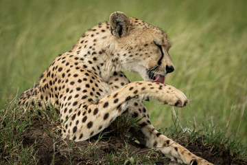 Close-up of cheetah on mound licking paw