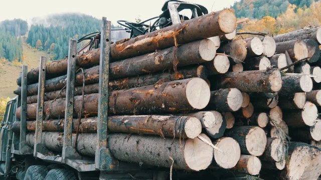 A large truck with a full body of freshly sawn wood. Tree trunks neatly in a row. Transportation of timber on a truck on the mountain road. Industrial truck with trailer transports freshly sawn logs