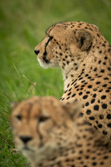 Close-up of cheetah sitting beside blurred brother