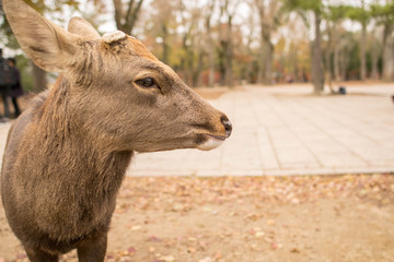 Fototapeta premium Nara / Deer