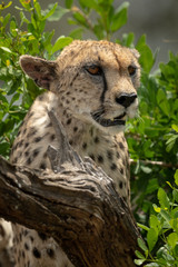 Close-up of cheetah sitting in leafy bush