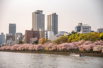 Sakura / River / Osaka