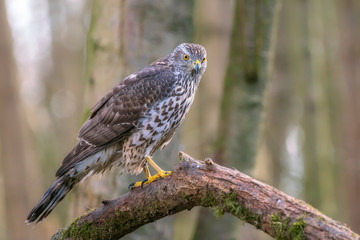 Juvenile Northern Goshawk (Accipiter gentilis) on a branch in the forest of Noord Holland (Huizen) in the Netherlands.