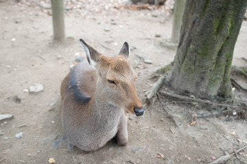 Fototapeta premium Nara / Deer