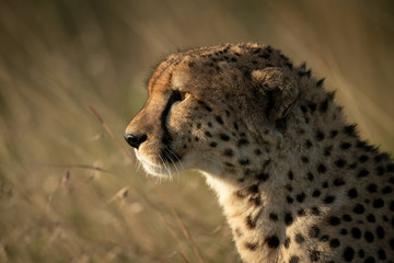Close-up of cheetah sitting in long grass