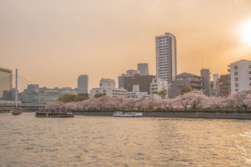 Obraz premium Sakura / River / Osaka