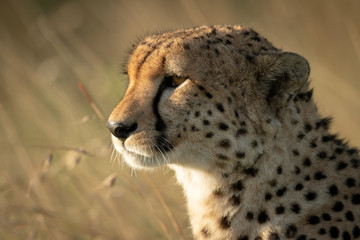 Close-up of cheetah sitting in tall grass