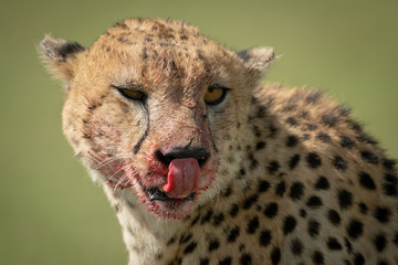Fototapeta premium Close-up of cheetah sitting licking blood-stained lips