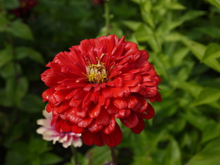 Цветок цинния красная 