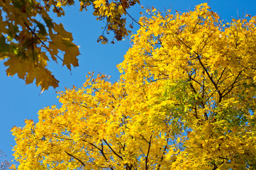 Bright yellow autumn foliage of trees on a background of blue sky