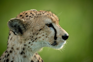 Close-up of cheetah sitting with blurry background