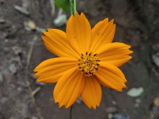 Closeup shot of yellow and orange color flower