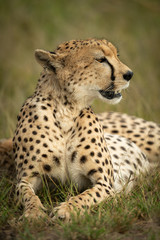 Naklejka na ściany i meble Close-up of cheetah sitting with head turned