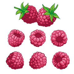Raspberry with leaves isolated on white background. Berry branch raspberries. Hand drawn vector illustration.