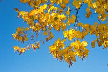 Bright yellow autumn foliage of trees on a background of blue sky