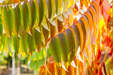 Yellow-red-green oblong tree leaves in autumn