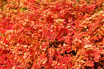 shrub barberry autumn red foliage. Autumn pattern