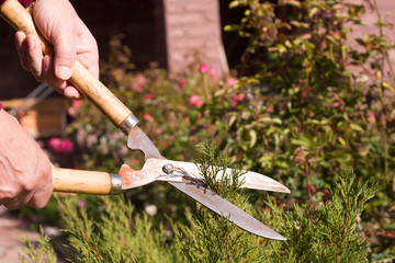 Obraz premium Hand with scissors cuts a branch, landscape designer prepares for autumn in the garden