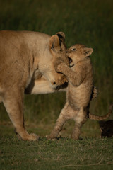 Plakat Close-up of cub on hindlegs biting lioness