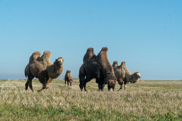 two-humped camel in nature