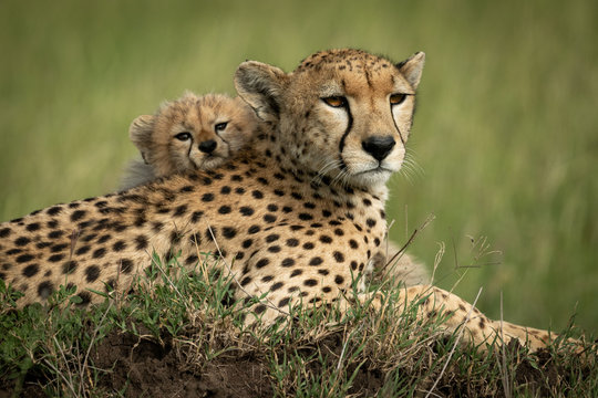 Close-up of cub on back of cheetah