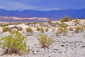 Mesquite Flat Sand Dunes - Death Valley 