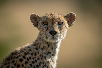 Obraz premium Close-up of female cheetah eyeing camera