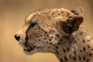 Close-up of female cheetah face in profile