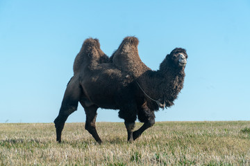 two-humped camel in nature