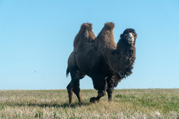 two-humped camel in nature
