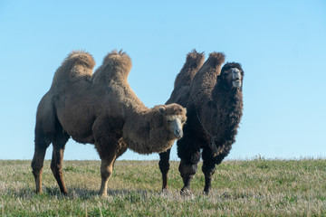 Fototapeta premium two-humped camel in nature