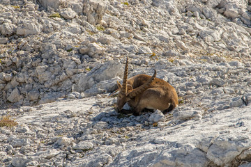 Adult ibex resting on rocks