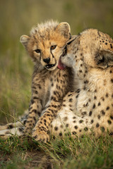 Obraz na płótnie Canvas Close-up of female cheetah licking her cub