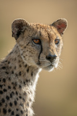 Close-up of female cheetah looking down