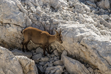 Alpine ibex goat in the mountains